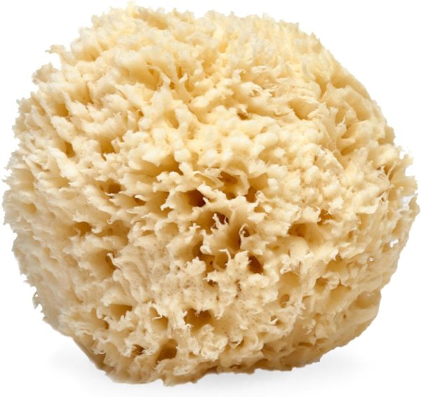 Natural Sea Wool Sponge, 5-6" - Organic Exfoliating Body Scrubber - Soft, Gentle Cleansing - Hypoallergenic - All Skin Types - Florida Natural Loofah Sponge - Cruelty Free - Beauty & Skincare